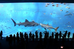 美ら海水族館大水槽